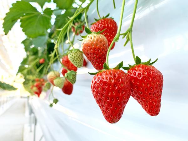山笑う里　いちご狩り　
