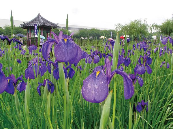 花かつみ園
