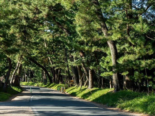 御油の松並木(赤坂～御油宿)