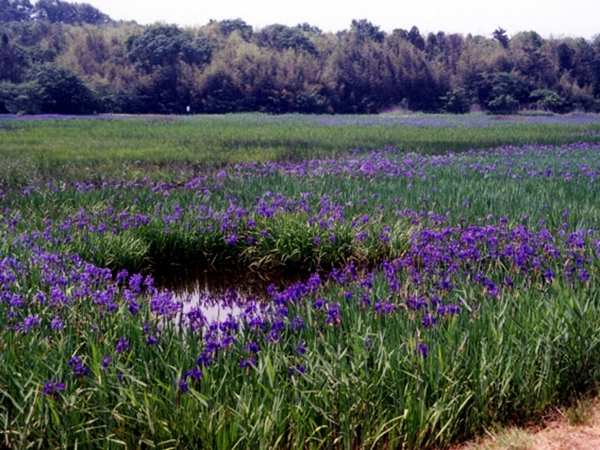 小堤西池のカキツバタ群落