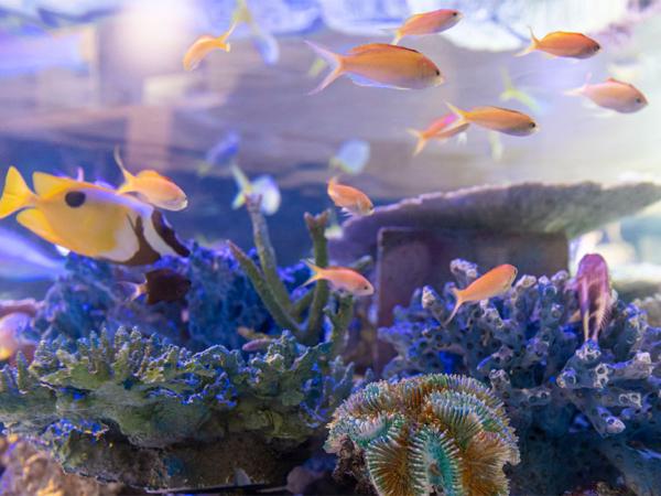 「蒲郡はDeepに！」深海魚と癒しの海をめぐる1日旅