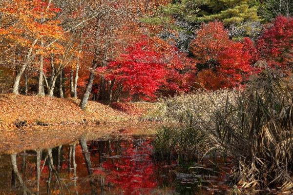 タカドヤ湿地