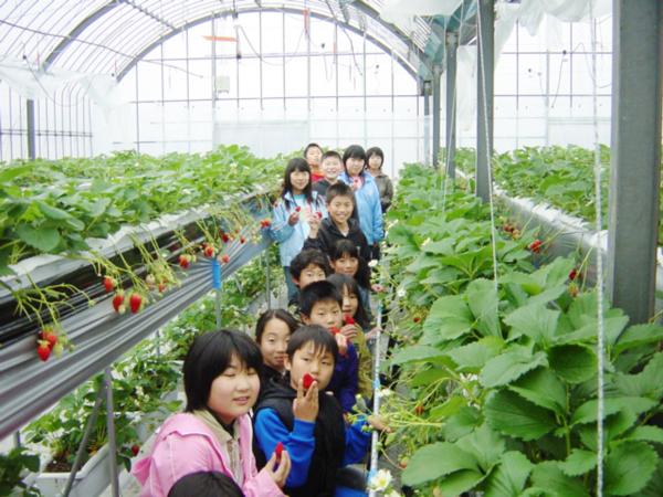 マルカ農園　いちご狩り