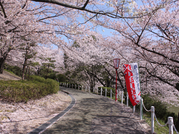大池公園桜まつり