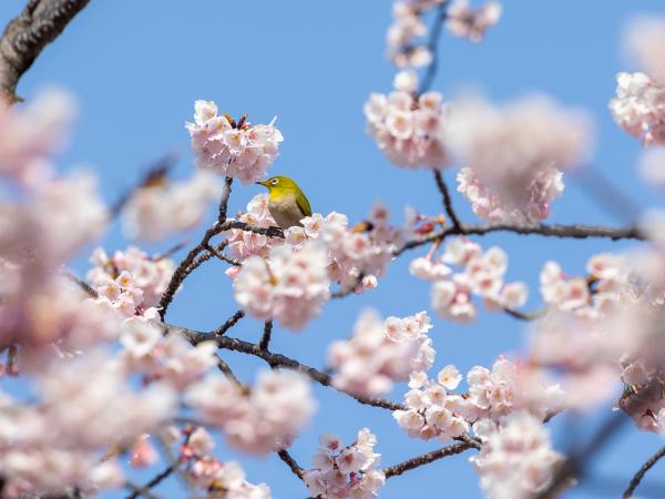 オオカンザクラの並木道