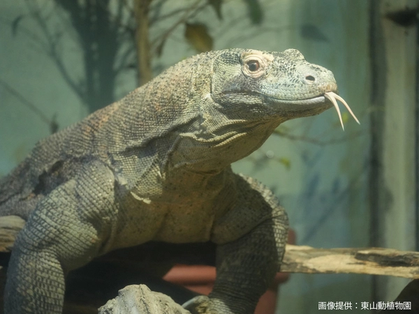 名古屋東山動植物園
