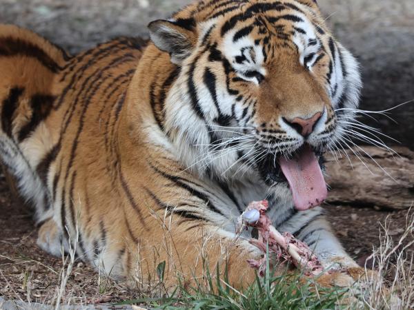 Toyohashi Zoo &amp; Botanical Park (Non Hoi Park)