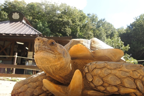 Higashi Park and Mini Zoo (Higashi Koen)
