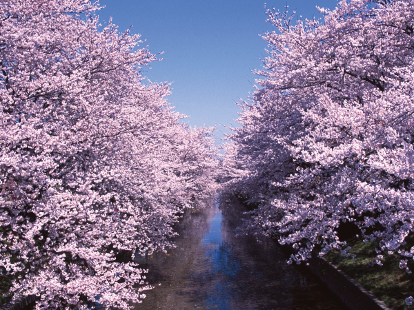五条川・春