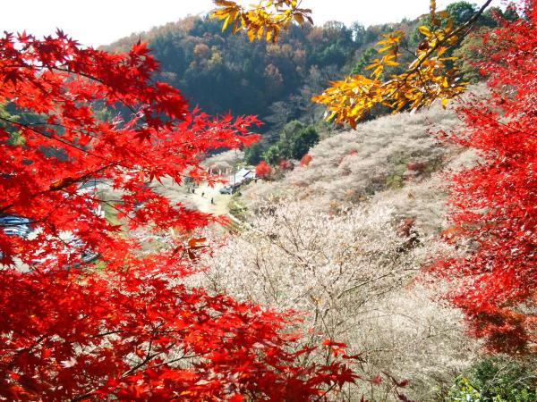 川見四季桜の里