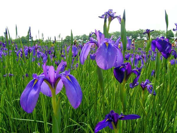 花かつみ園