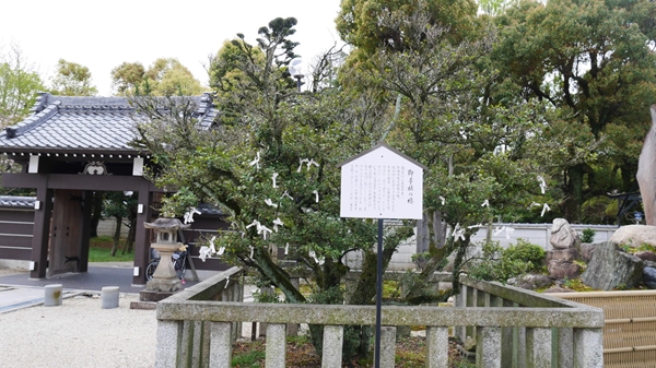 秀吉公が植えたお手植えの柊