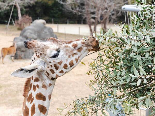 豊橋市総合動植物公園【のんほいパーク】