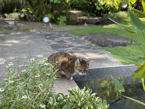 文化のみち百花百草