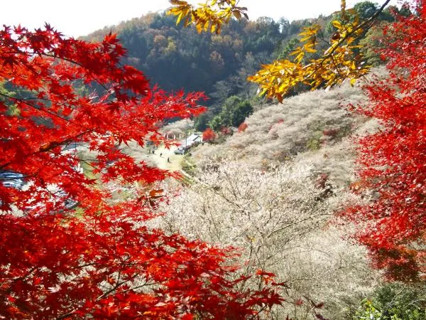 もみじまつりの鳳来寺山と晩秋を彩る秋の桜、小原の四季桜を見に行こう！
