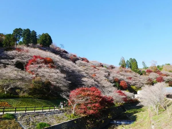 もみじまつりの鳳来寺山と晩秋を彩る秋の桜、小原の四季桜を見に行こう！
