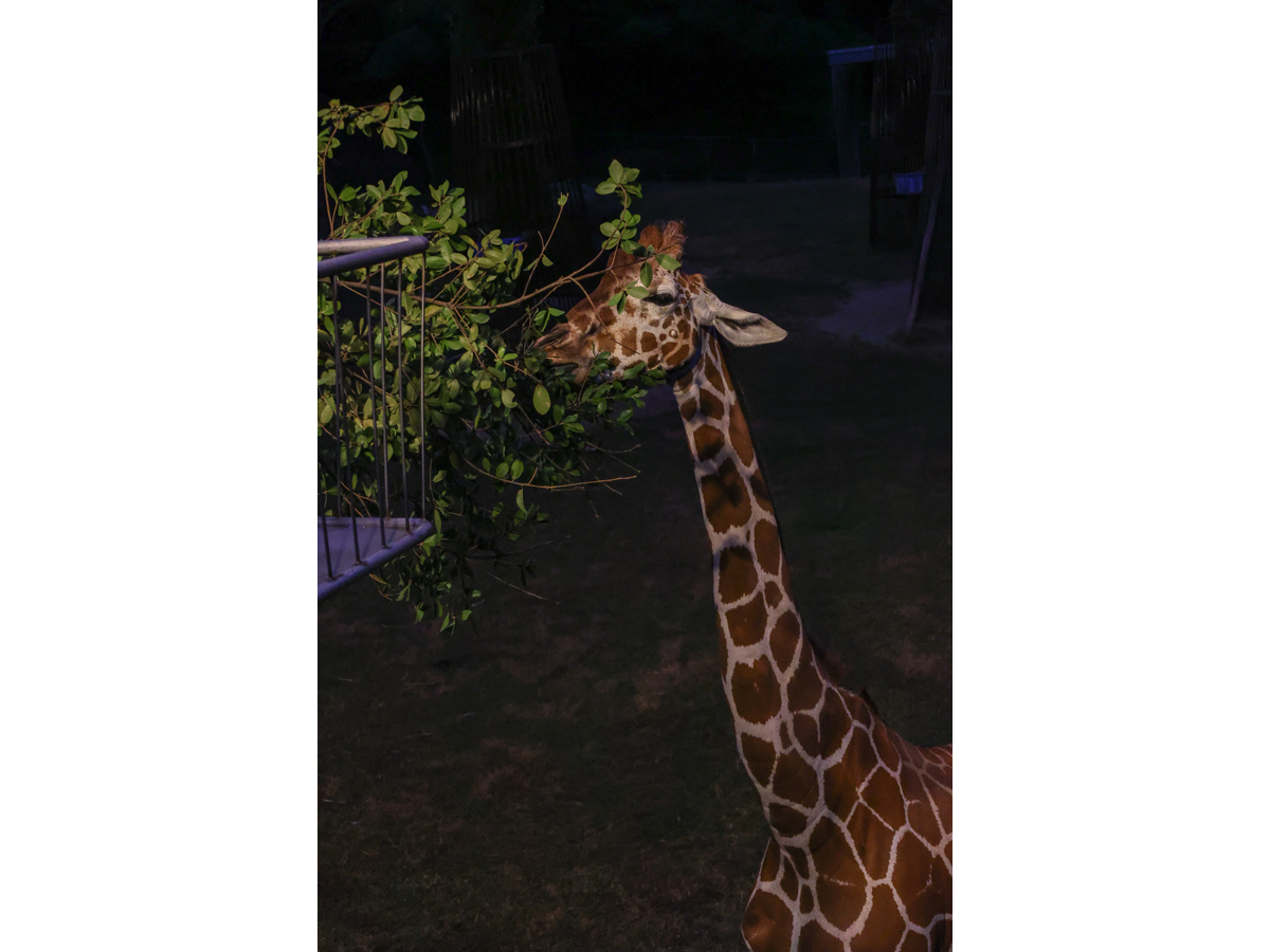 Night Zoo at Non Hoi Park