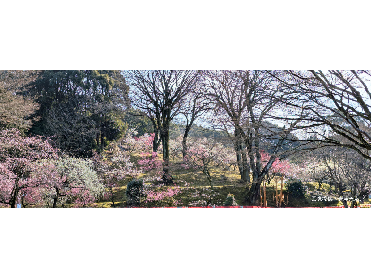 岩津天満宮　梅まつり