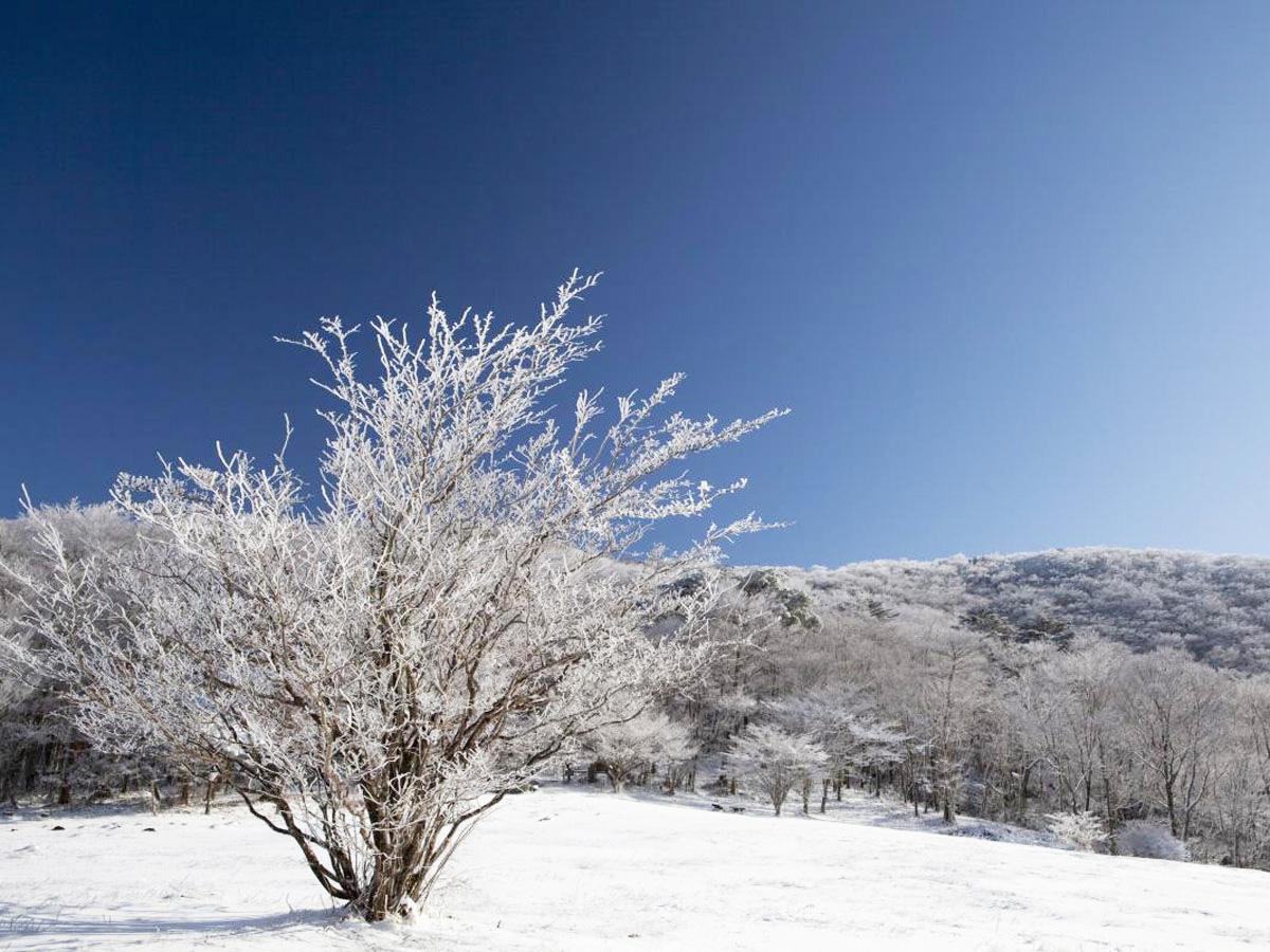 面ノ木園地の樹氷