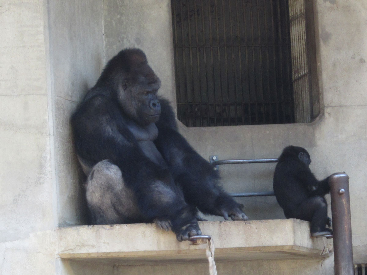 Higashiyama Zoo and Botanical Gardens and Higashiyama Sky Tower