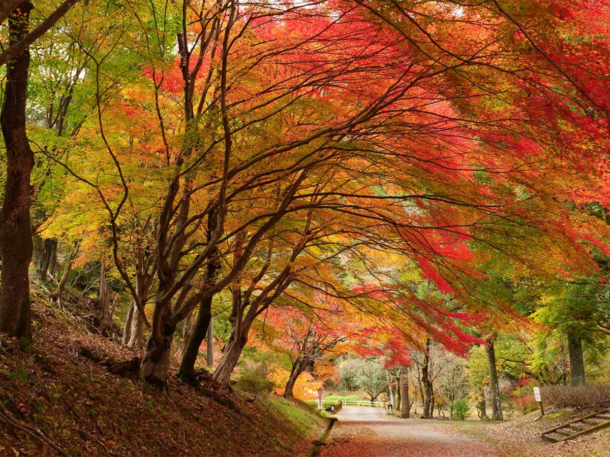 愛知県民の森