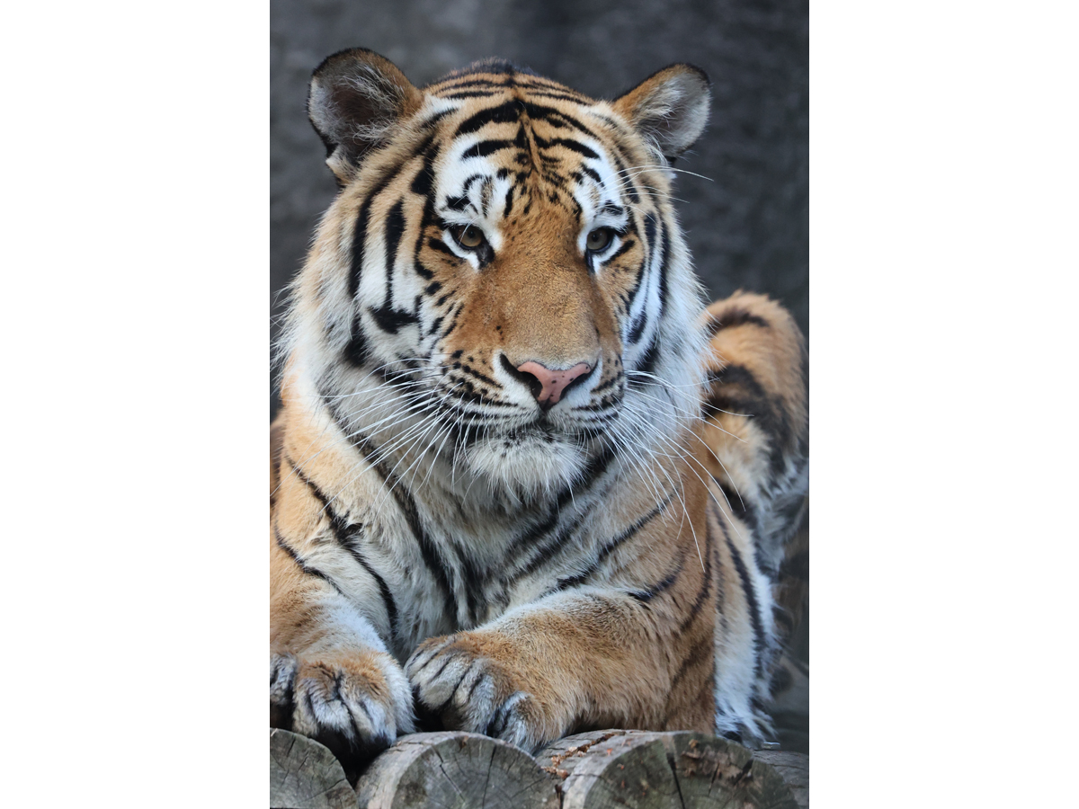 Night Zoo at Non Hoi Park