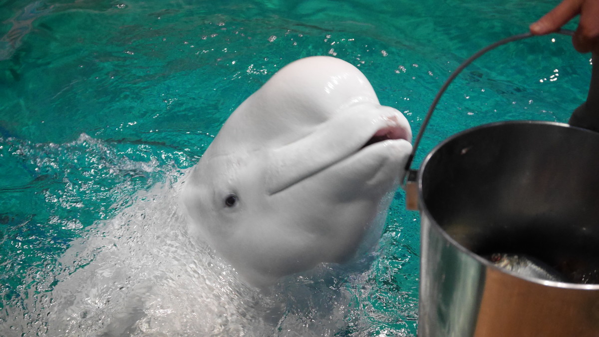 Port of Nagoya Public Aquarium