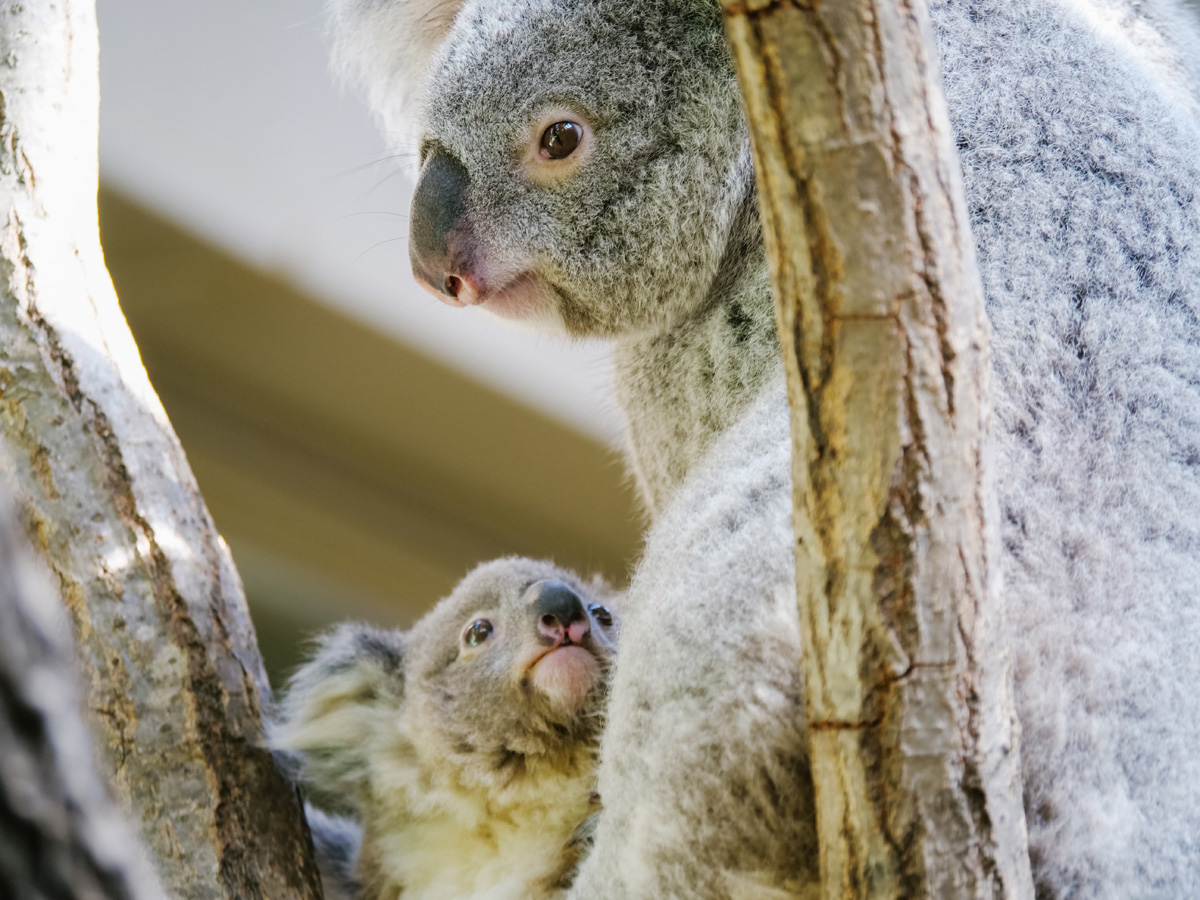Higashiyama Zoo and Botanical Gardens and Higashiyama Sky Tower Zoo and Botanical Gardens, Higashiyama Sky Tower (Higashiyama Do-Shokubutsu-en, Higashiyama Sukai Tawa)