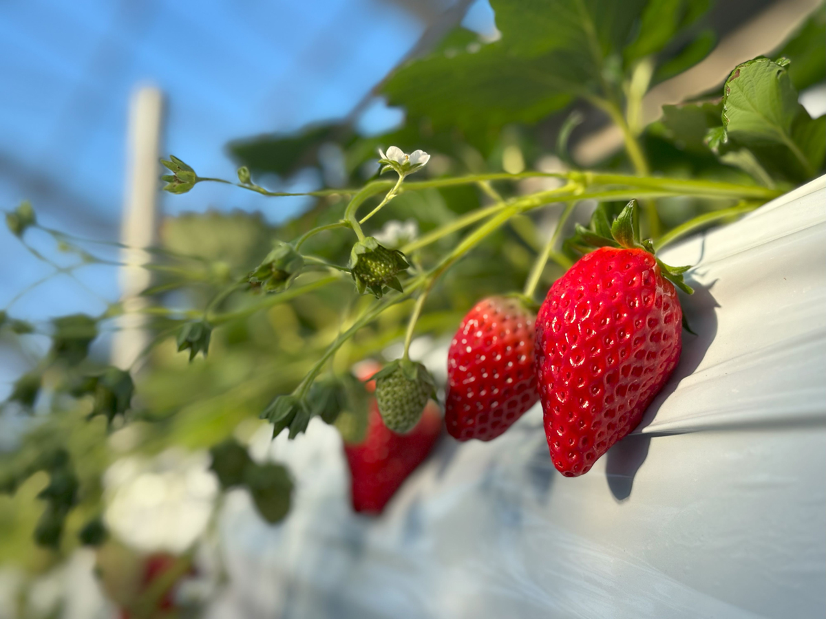 MARUHARESORT　いちごの丘