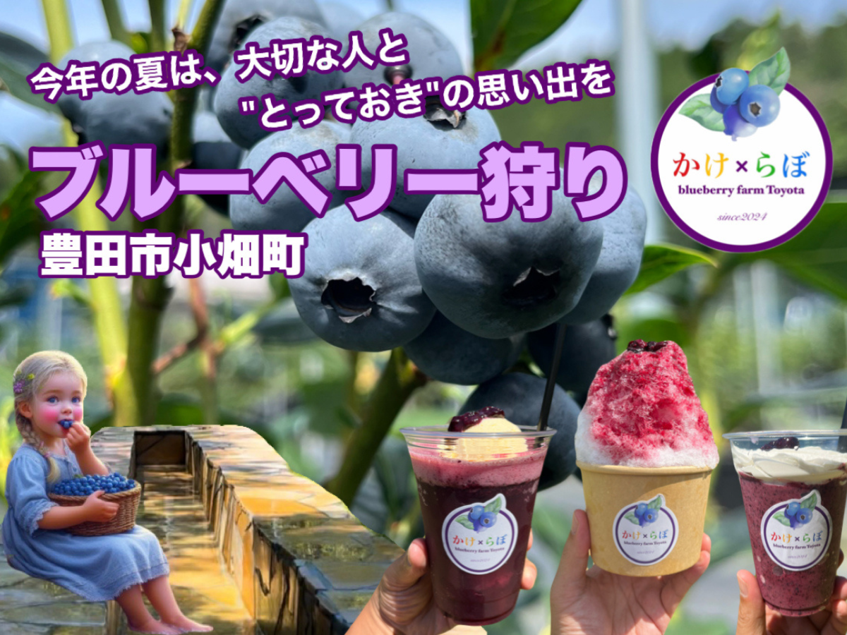 ブルーベリー狩り農園Toyotaかけらぼ ブルーベリー狩り