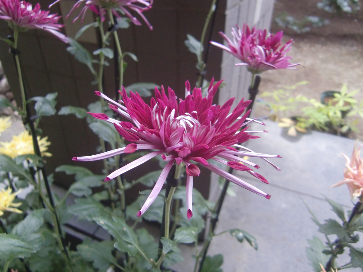 変わり菊まつり_02