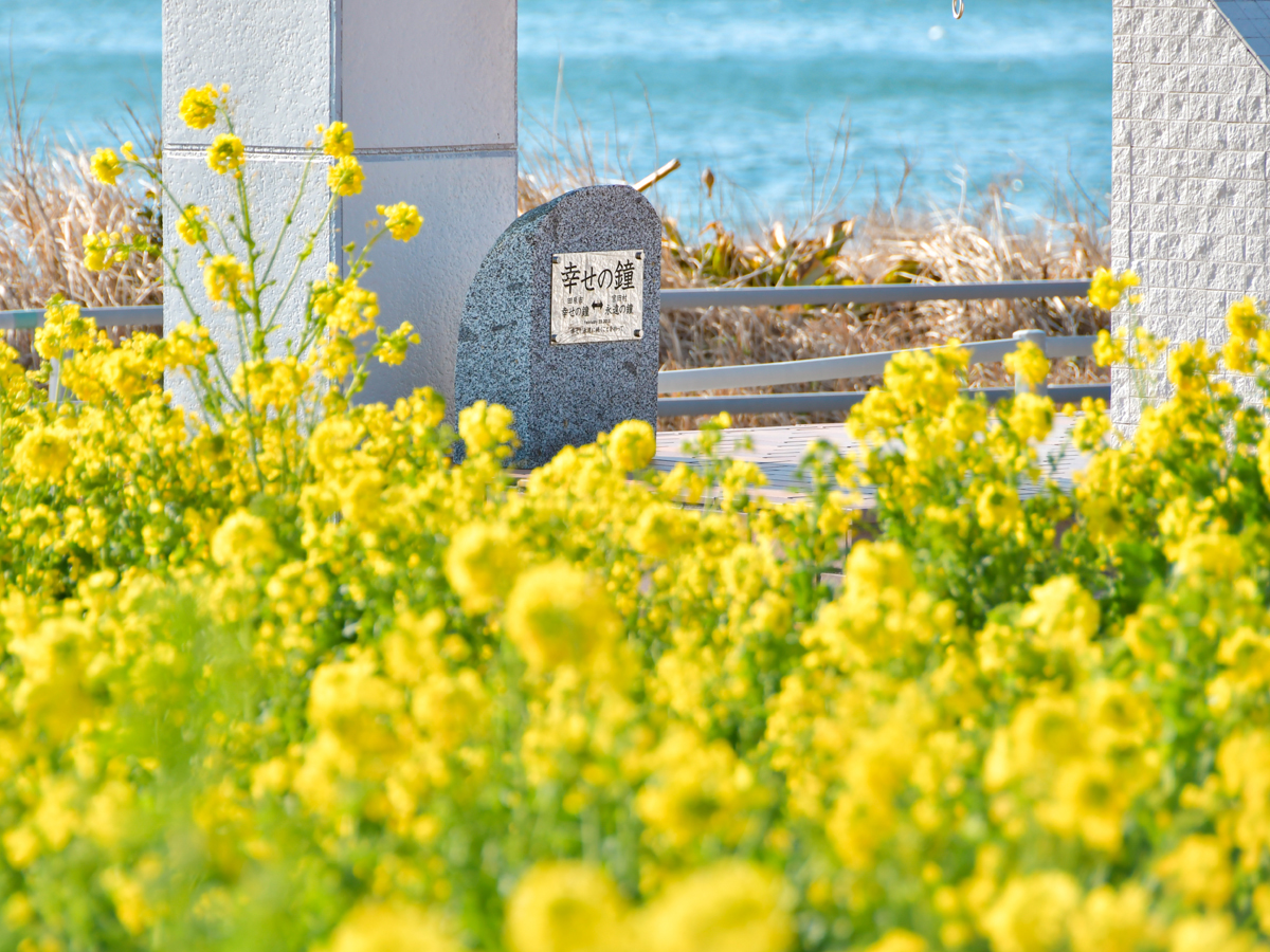 อิราโกะ นาโนะฮานะ การ์เด้น (เทศกาลทุ่งมัสตาร์ด)