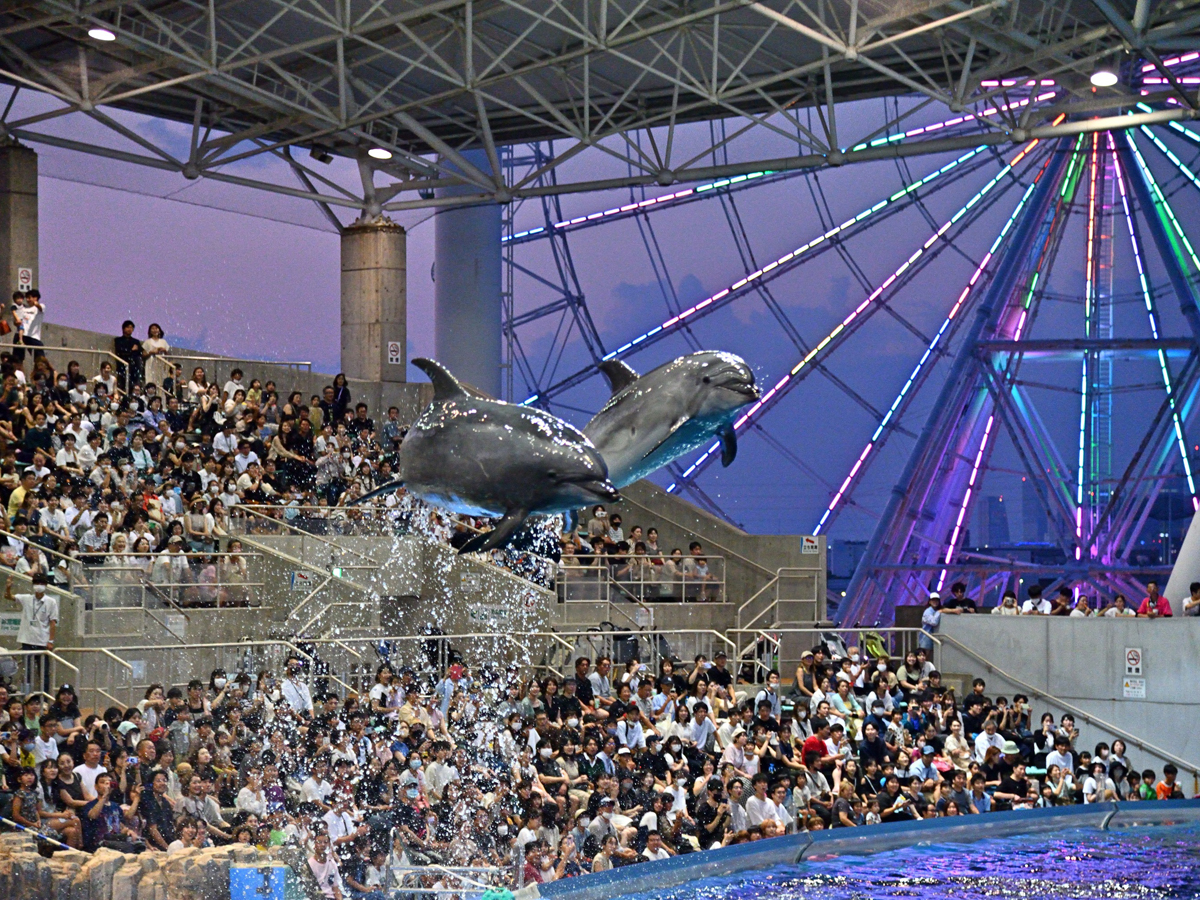 名古屋港水族館　GWナイトアクアリウム