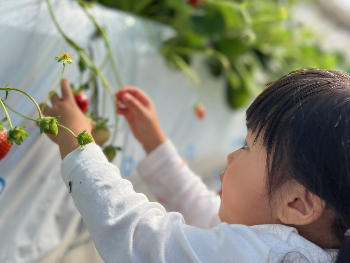 MARUHARESORT 草莓之丘