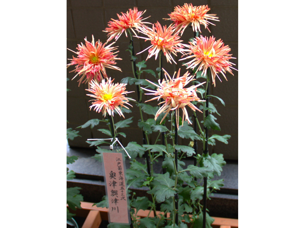 変わり菊まつり_03