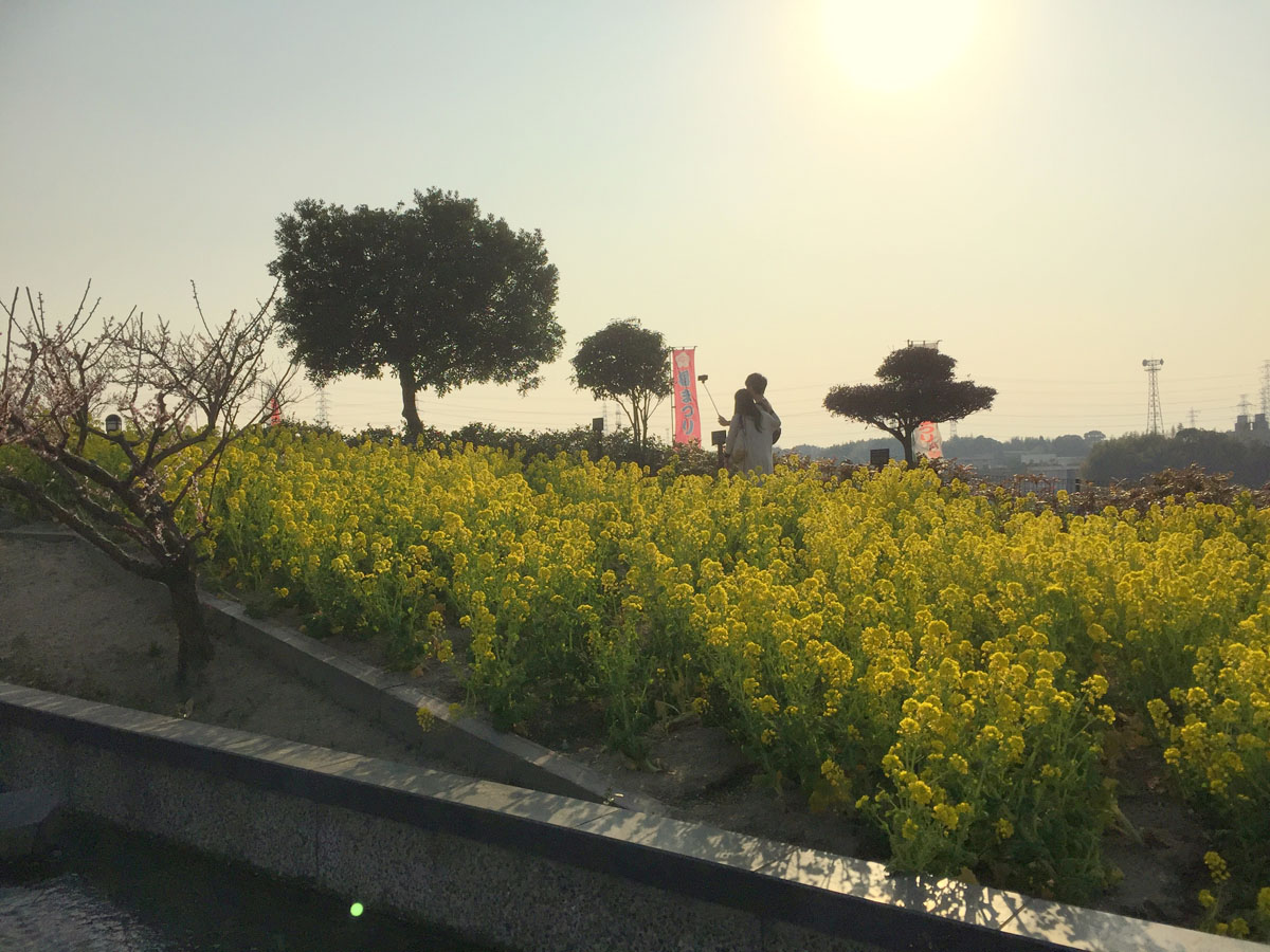 佐布里梅まつり