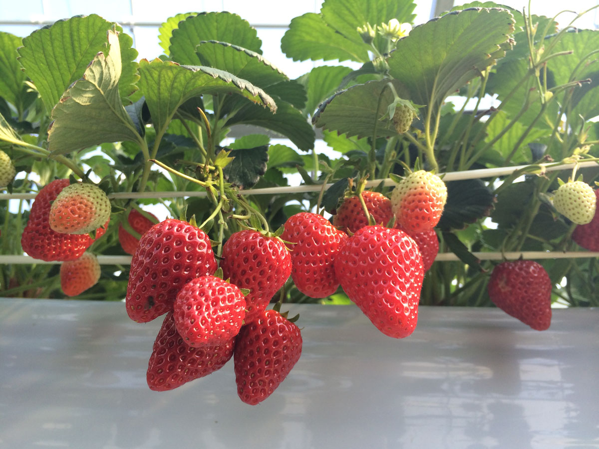 いちご狩り　ニュー渥美観光