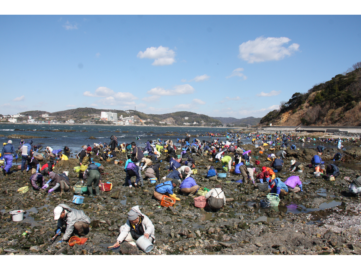 梶島潮干狩り