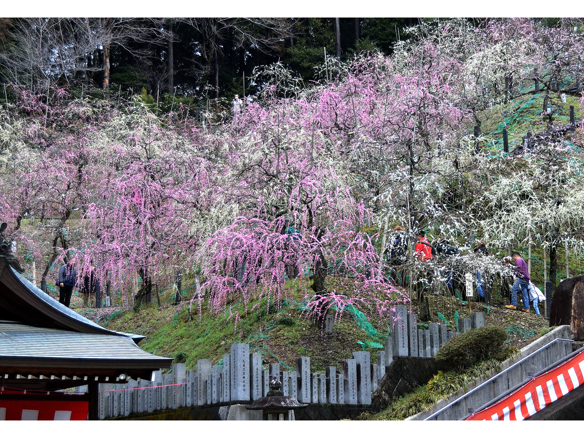 大縣神社梅園　梅まつり