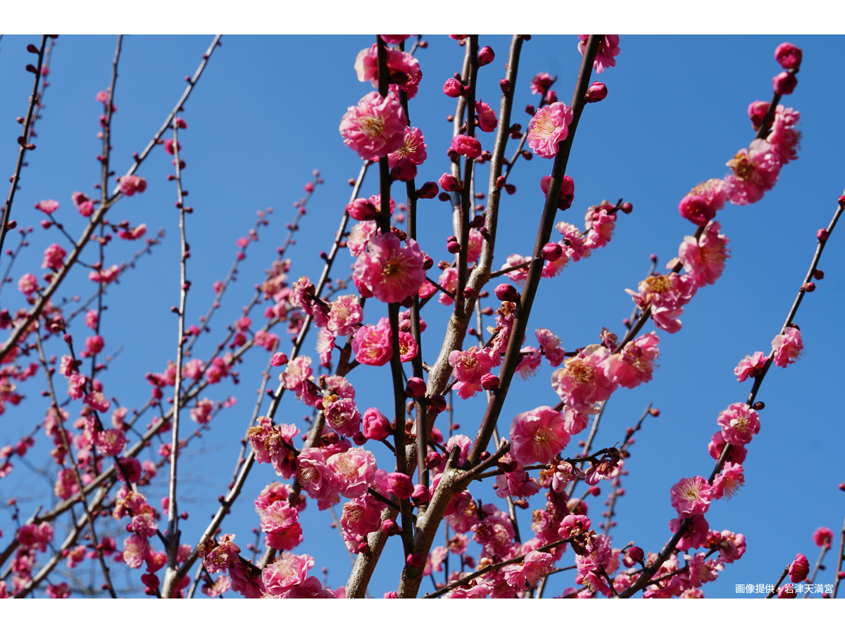 岩津天満宮　梅まつり