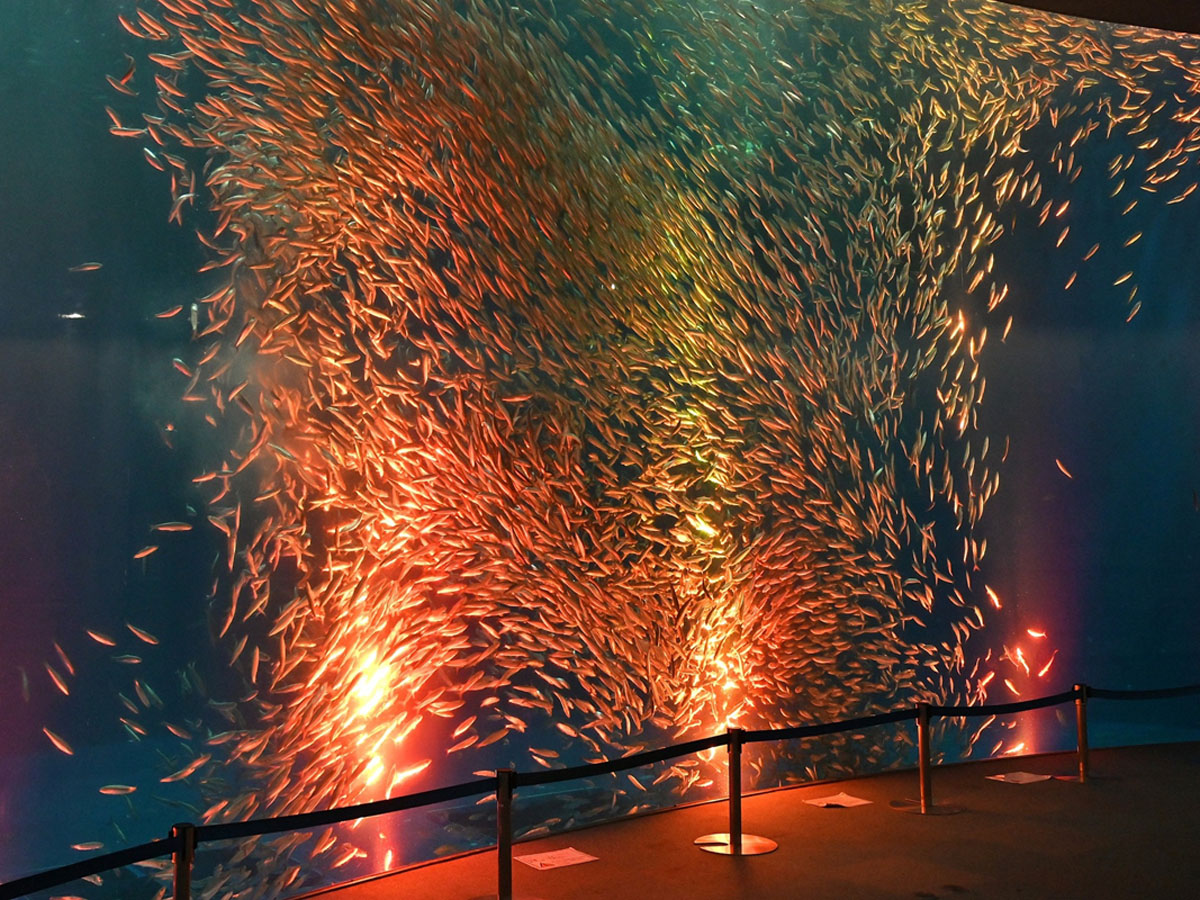 ハロウィンアクアリウム