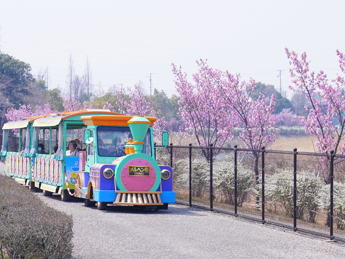 Denpark Flower Festival