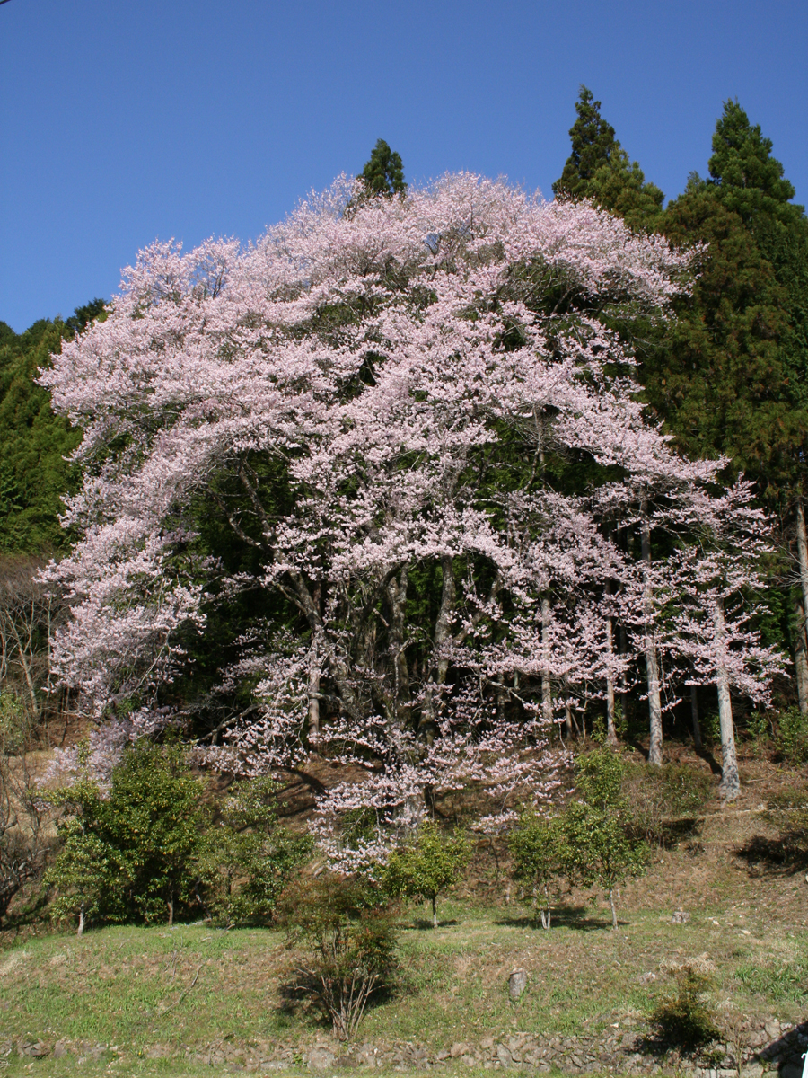 神田のエドヒガンザクラ | 【公式】愛知県の観光サイトAichi Now