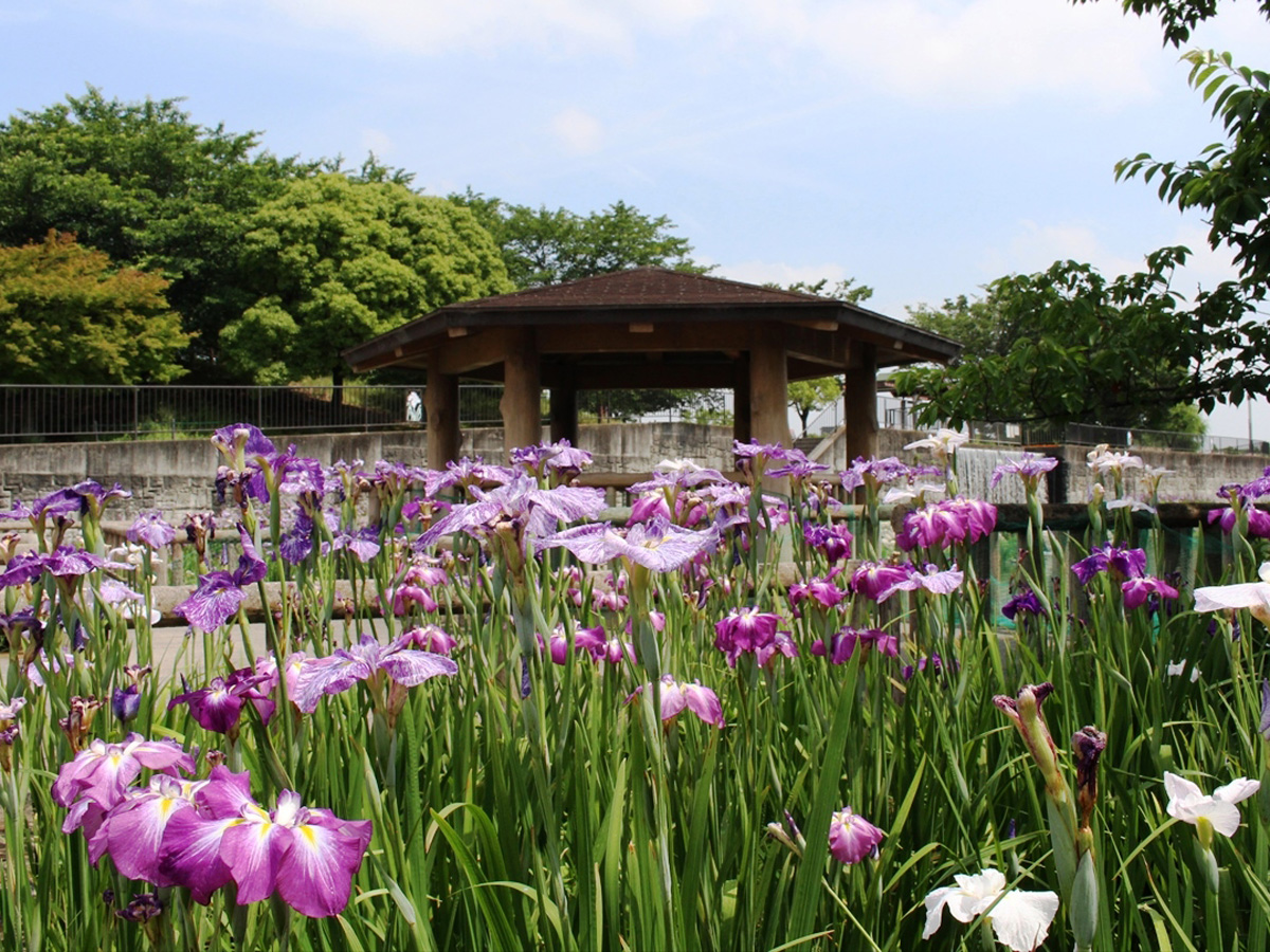 佐屋川創郷公園　ハナショウブ