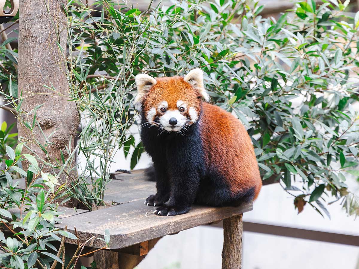 豊橋総合動植物公園,のんほいパーク