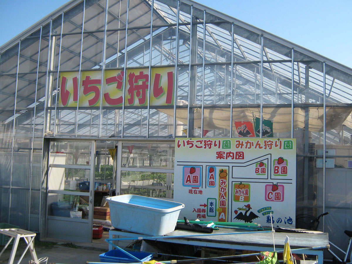 ジョイフルファーム鵜の池 いちご狩り