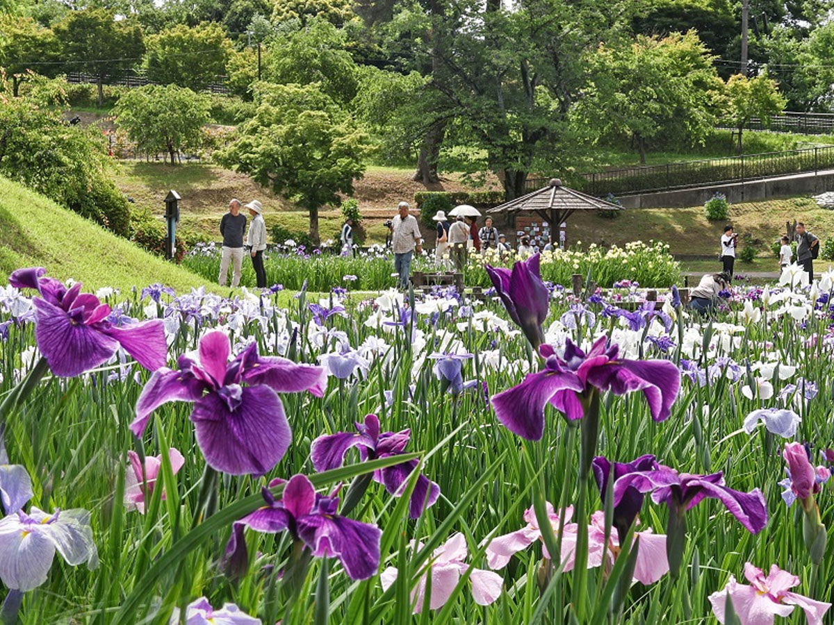 東公園花菖蒲まつり