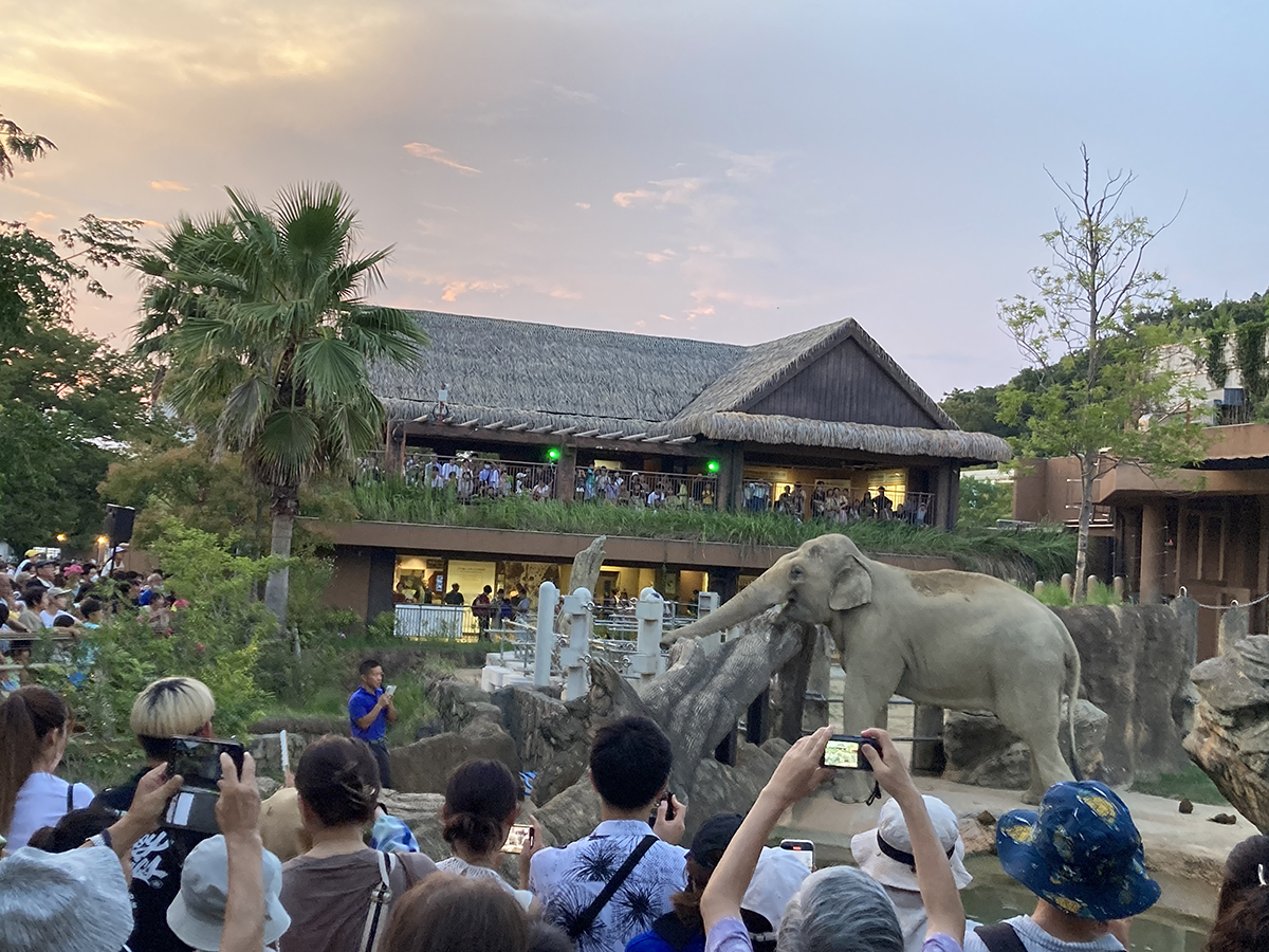 Night Zoo & Garden