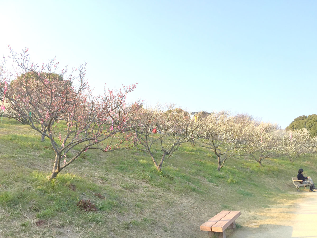 佐布里池梅まつり