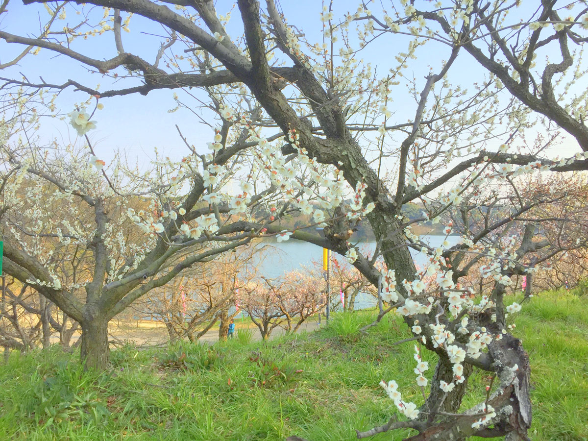 佐布里梅まつり